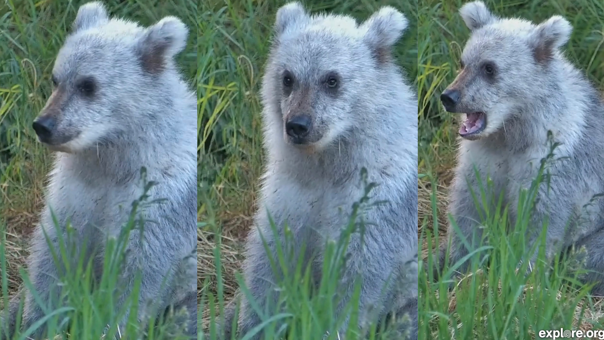 Silver cub spotted on Katmai Bear Cam