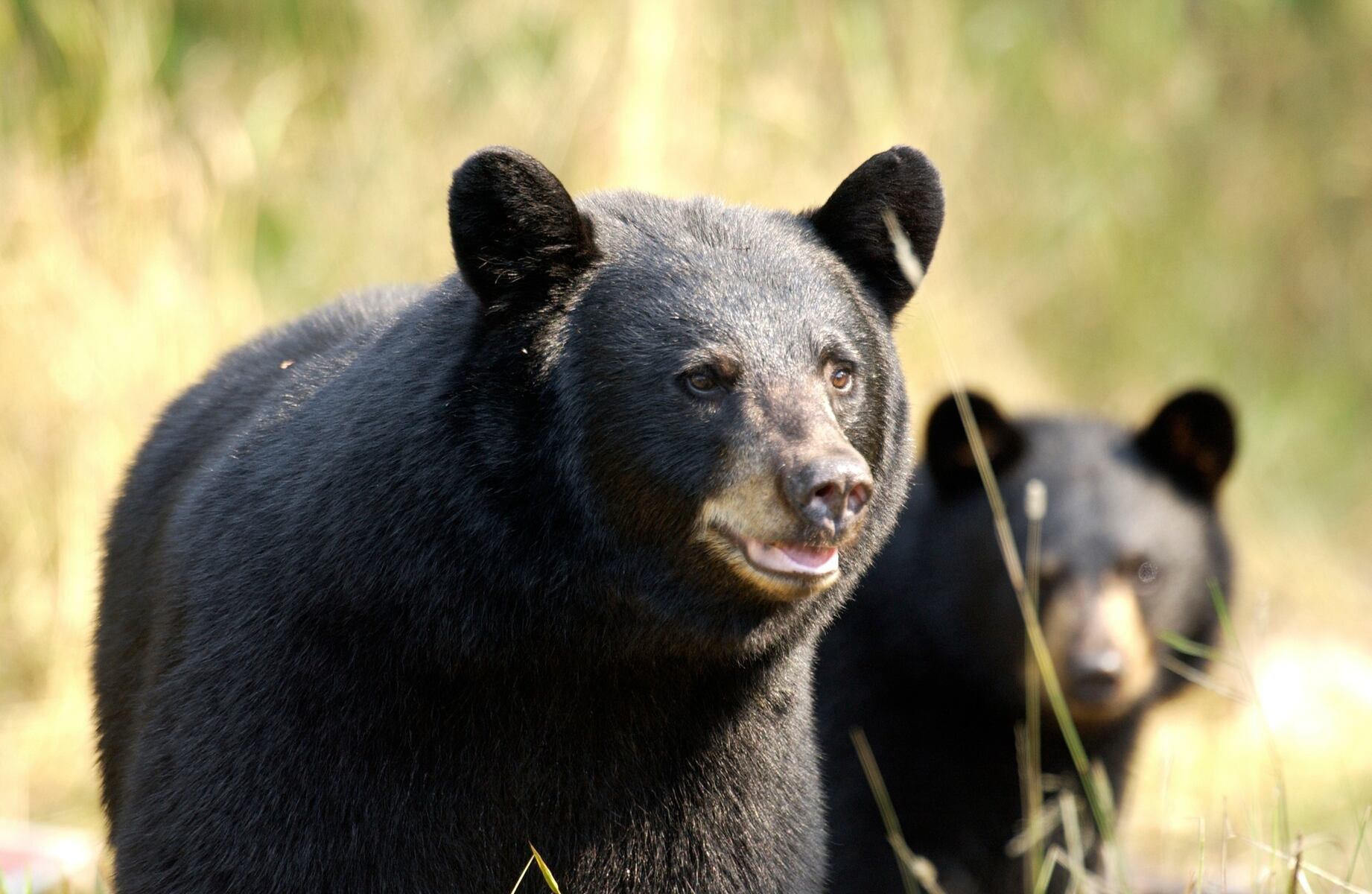 A Michigan island could soon allow bear hunting for the first time in over 40 years