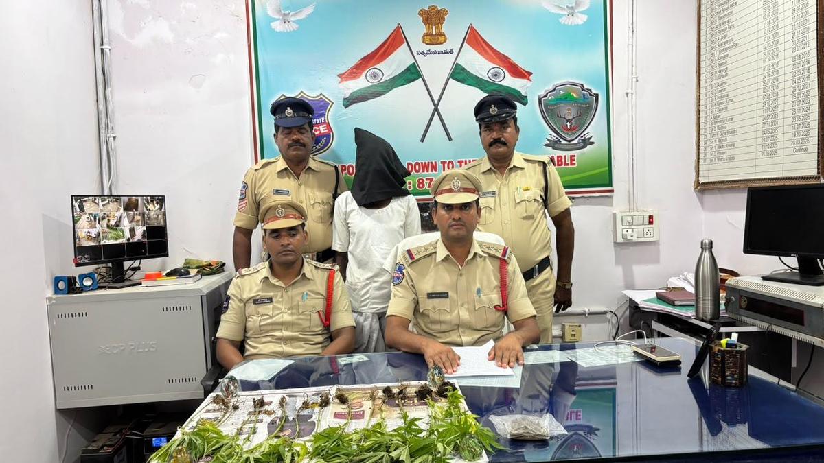 Adilabad police seize ganja plants, six quintals of subsidised rice in separate cases