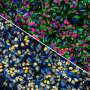 Scientists build 'cell villages' to map the genetics of brain cell fitness