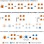 Globally spreading ticks evolved asexual reproduction multiple times