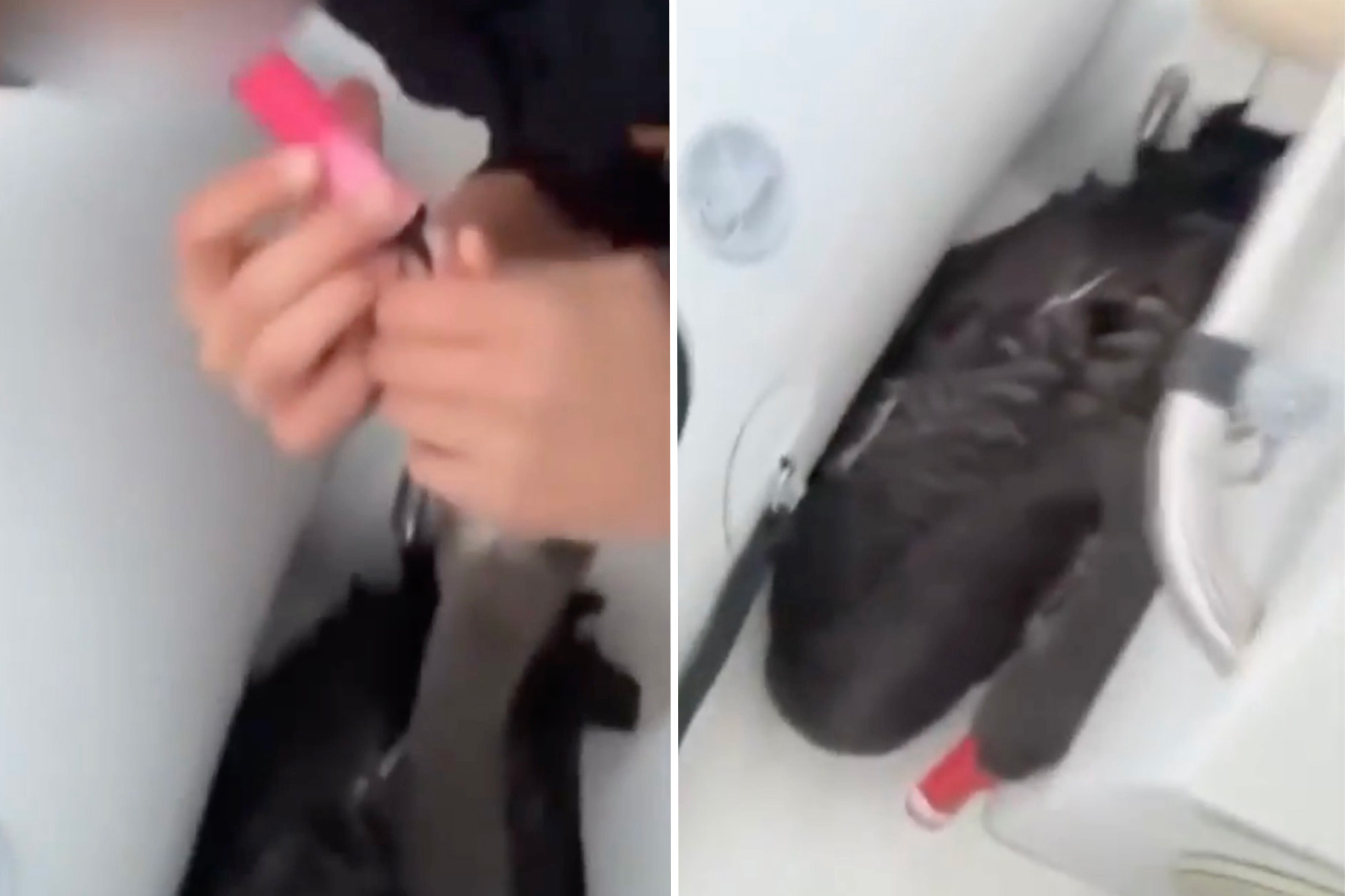 Teens force swan to vape, post the evidence online