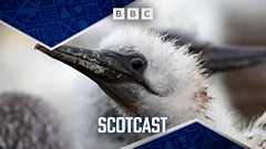Scotcast: What really happens on the guga hunt?