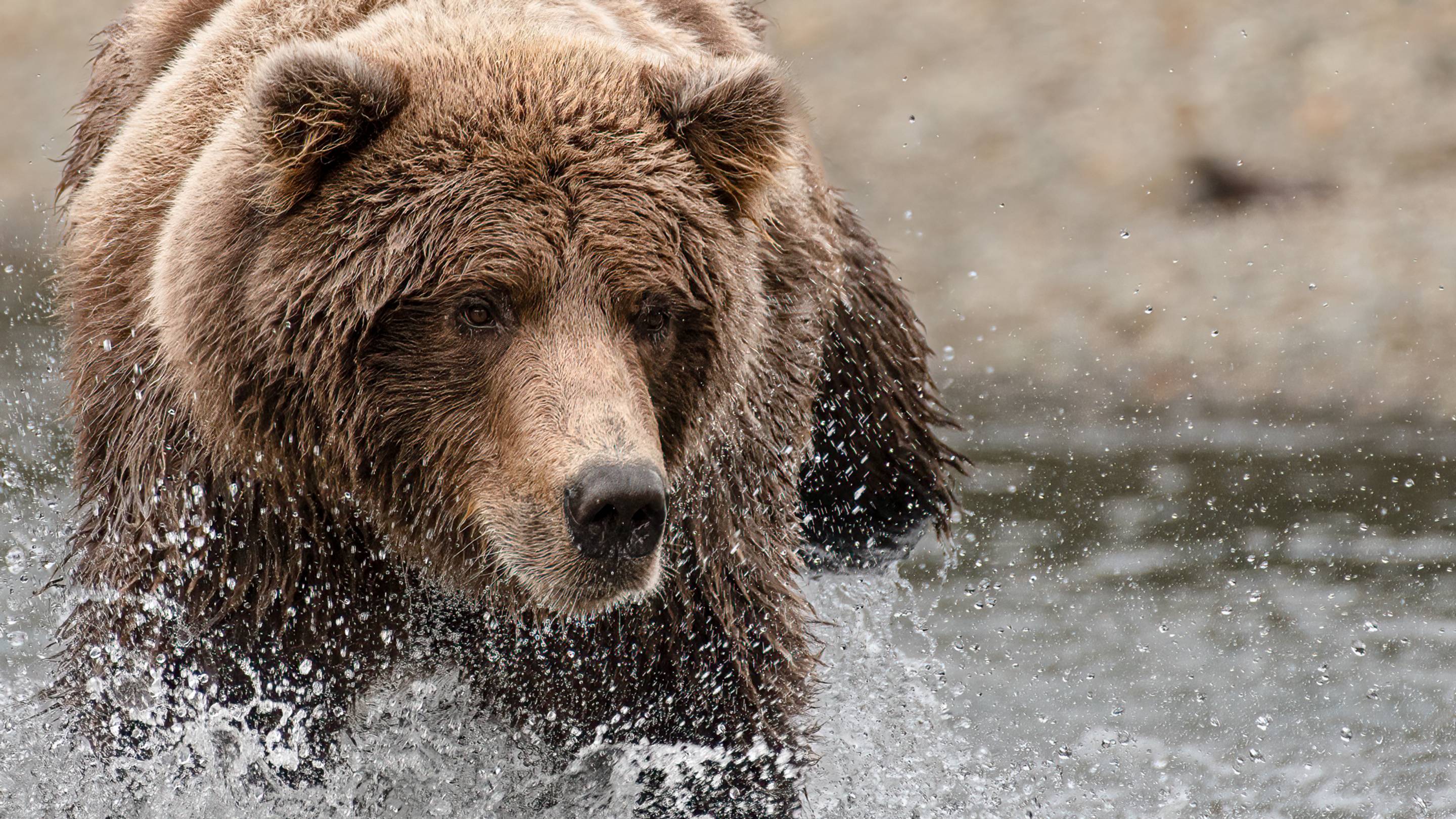What It Was Like to Be Charged by an Alaskan Brown Bear—and What I Learned