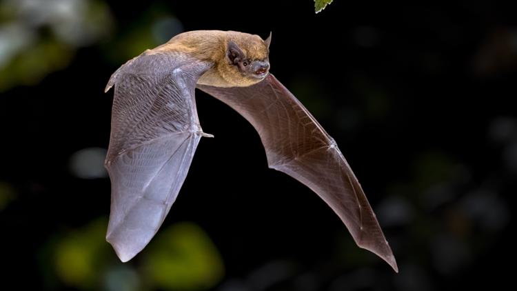 Bat found inside Whidbey Island home tests positive for rabies
