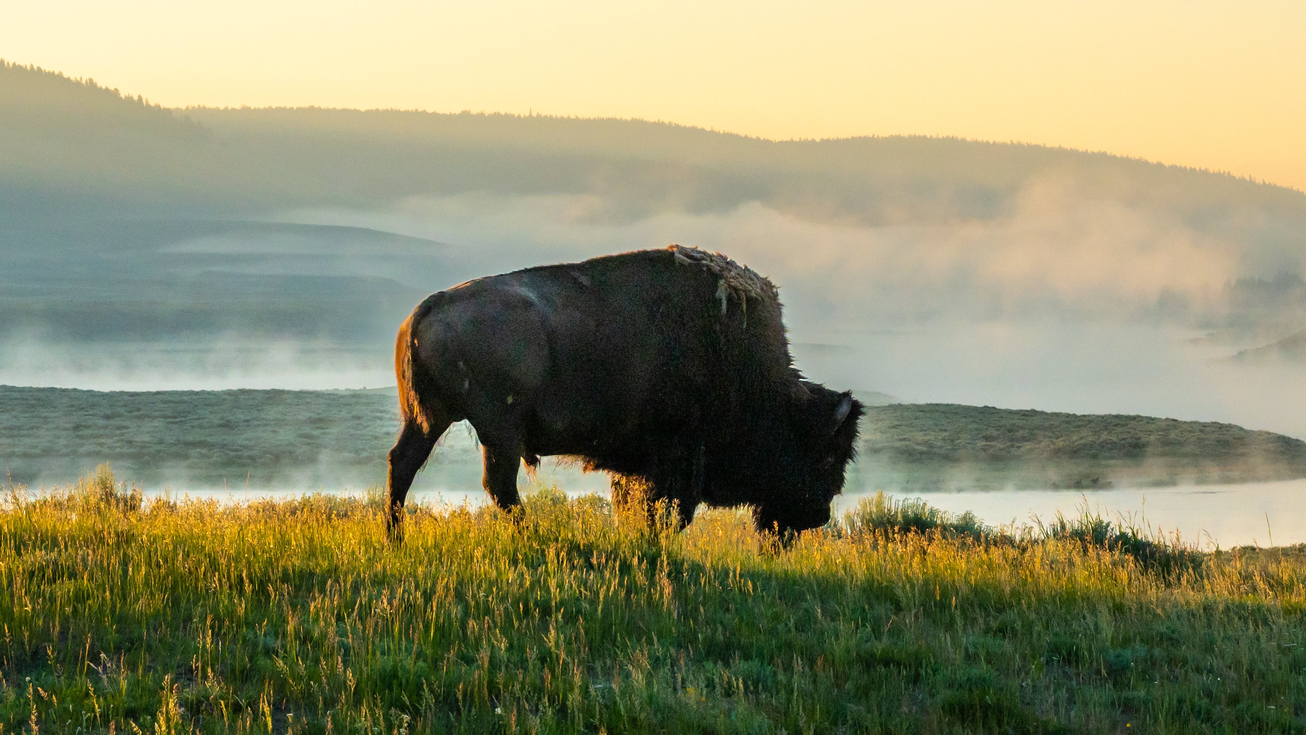 Bison charges child in Yellowstone