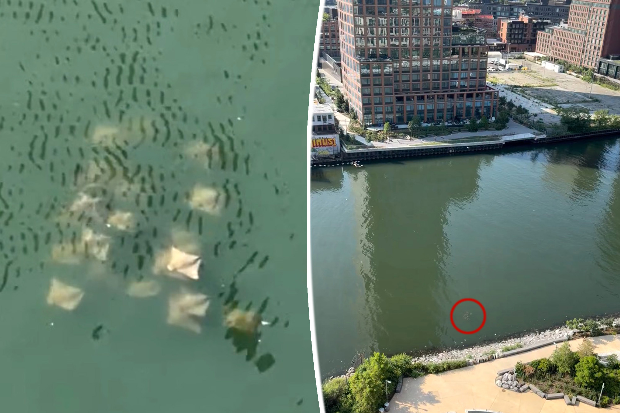 School of rays spotted in NYC waterway gives hope that toxic dumping site is cleaning up