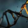 3D DNA mapping in rare immune cells reveals new genes linked with autoimmune disease risk