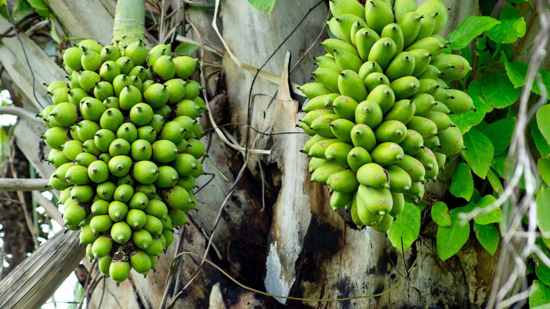 Jet Fuel Prices Are Soaring. A $3 Billion Bet on a Little-Known Fruit Could Help Airlines Adapt