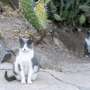 Feral cats likely kill far more Australian native animals than we thought: First DNA analysis