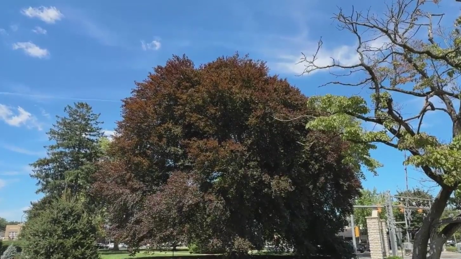 A fatal fungus threatens the future of Westwood's famous Kissing Tree