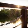 Producing spider silk is a biological feat