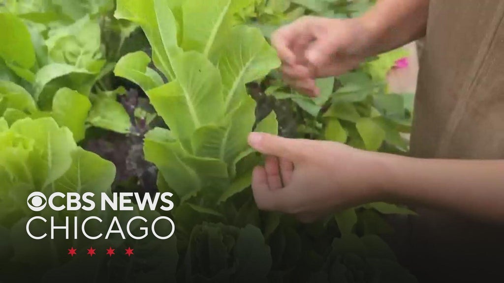Worried about cyclospora? Growing your own lettuce is easy