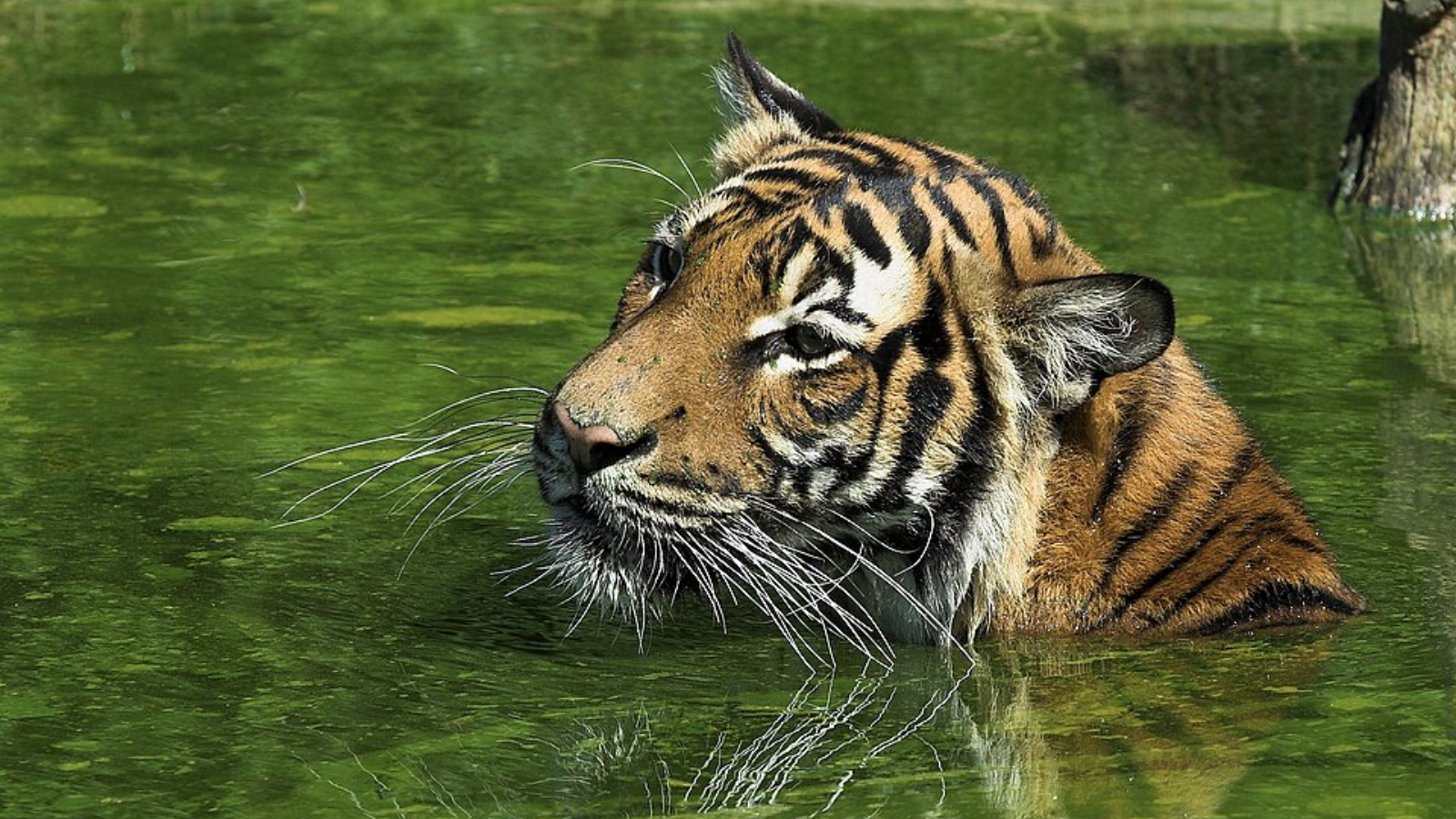 Madhya Pradesh: Despite red flags, panel nod for power project in tiger corridor