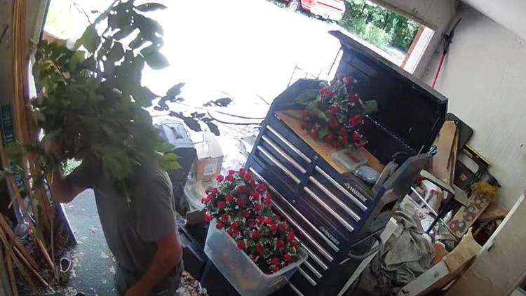 Suspect dressed as 'walking houseplant' wanted in stolen vehicle case in Pickens County