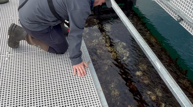 Northern Ireland’s first floating oyster reef launched in north Antrim