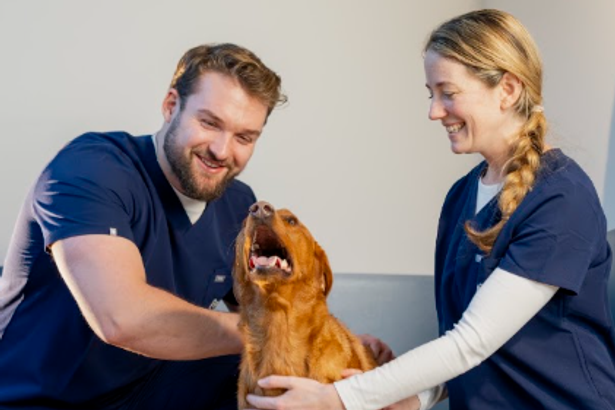 'I'm a vet and these are 5 dog breeds I secretly love for 3 key reasons'