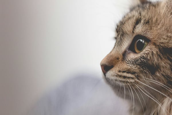 5 reasons why your cat purrs