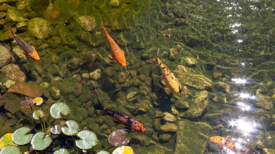 Man kills neighbour’s fish with motor oil after being “driven insane” by loud noise