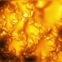 Tiny vortices discovered on the sun's surface