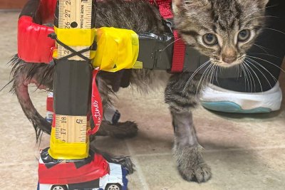Watch: Ohio shelter kitten trades in Hot Wheels for custom wheelchair