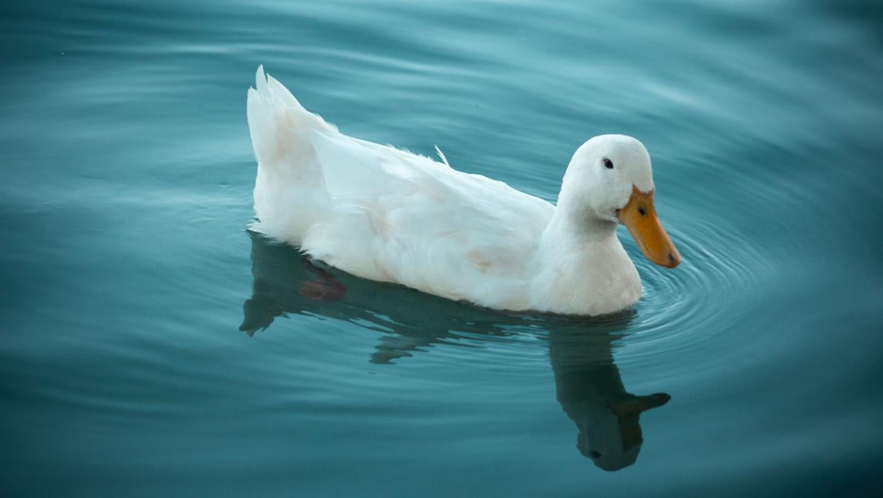 AM quiz: "Quack" is derogatory term for an unskilled or dishonest ... what?