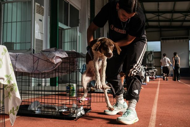 Olympic stadium provides shelter for dogs rescued from Greece wildfires