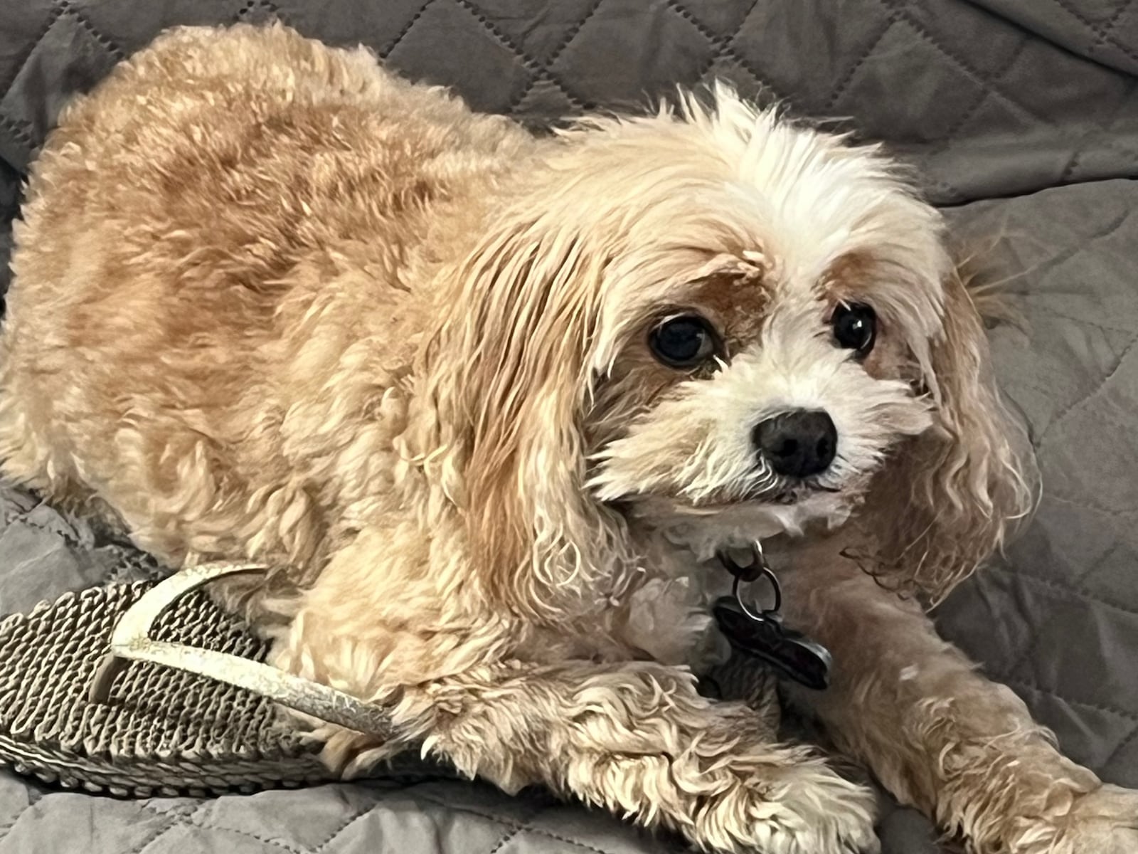 'She was far more than a pet' — N.J. couple shares the story of their dog's fatal park attack