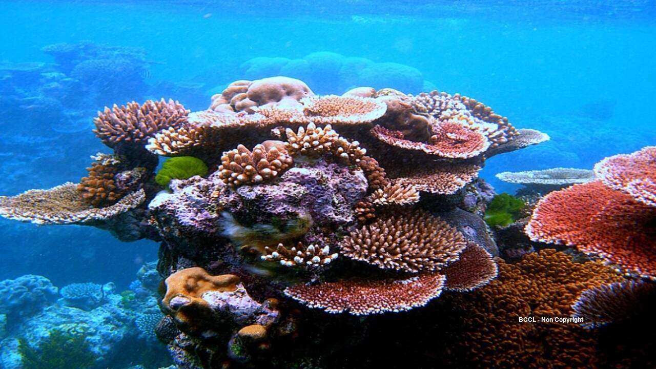 Predatory bacteria halted disease in over half of endangered corals