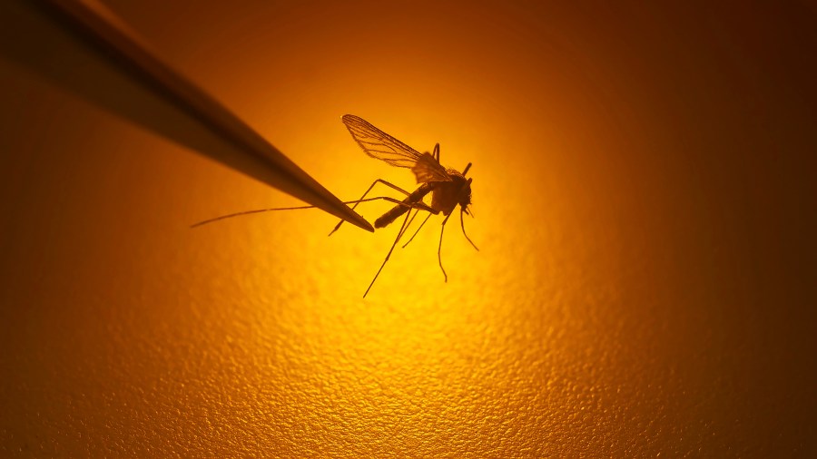 2 human deaths linked to West Nile virus confirmed in California