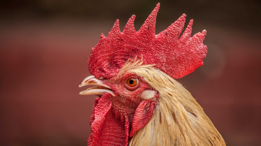 Court orders removal of pensioner's 'therapy' roosters over noise complaints