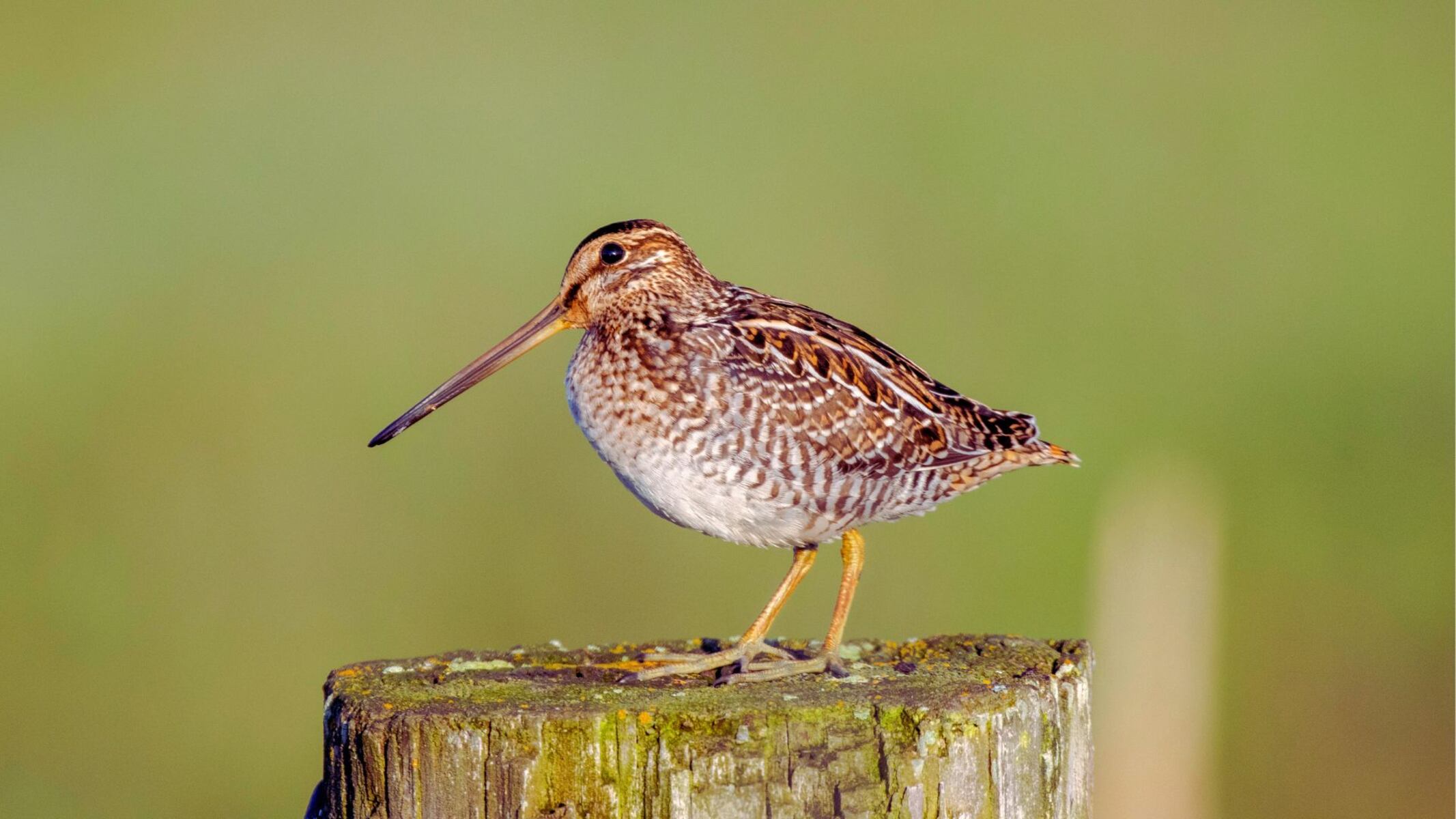 Ornithologists meet in Amherst, looking for a future for birds
