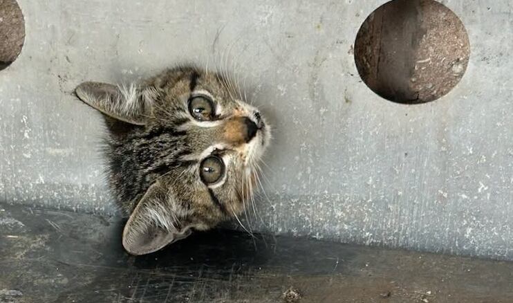 Kitten rescued after being stuck in propane exchange locker outside Walgreens