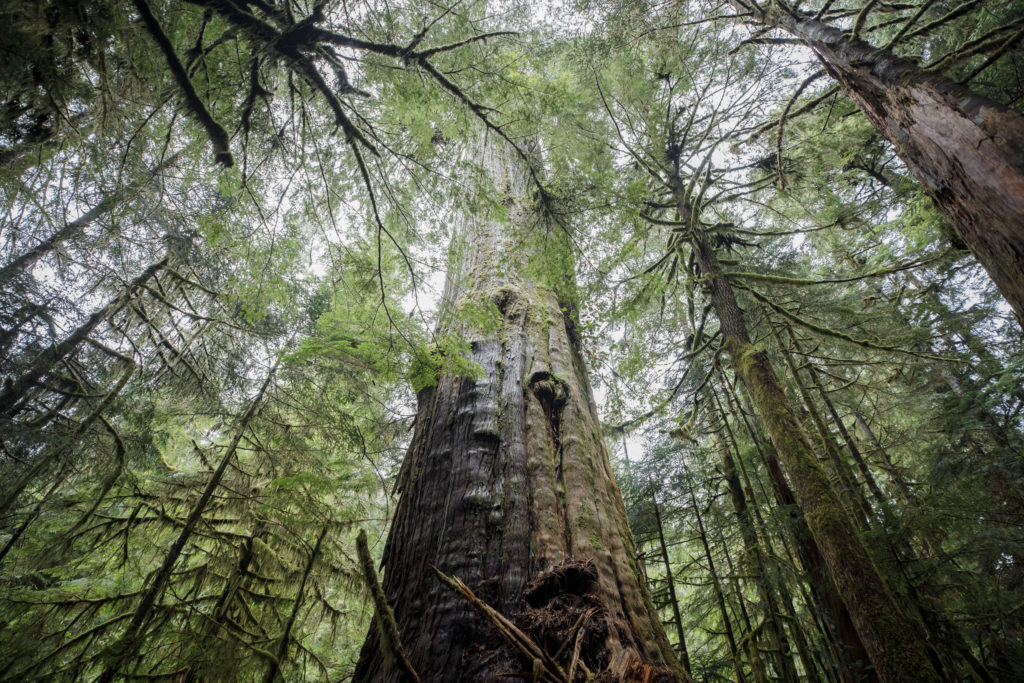 British Columbia is logging its last old-growth forests. Protesters are sleeping in the road to stop it