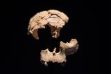 New Fossils From Spain's Gran Dolina Cave Reveal Ancient Cannibalism and New Clues About Homo antecessor