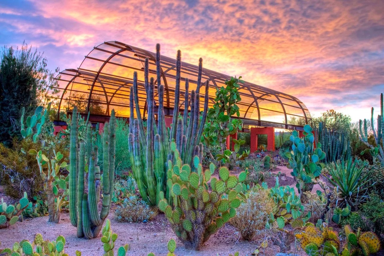 Desert Botanical Garden in Phoenix offers monthly pay-what-you-can day