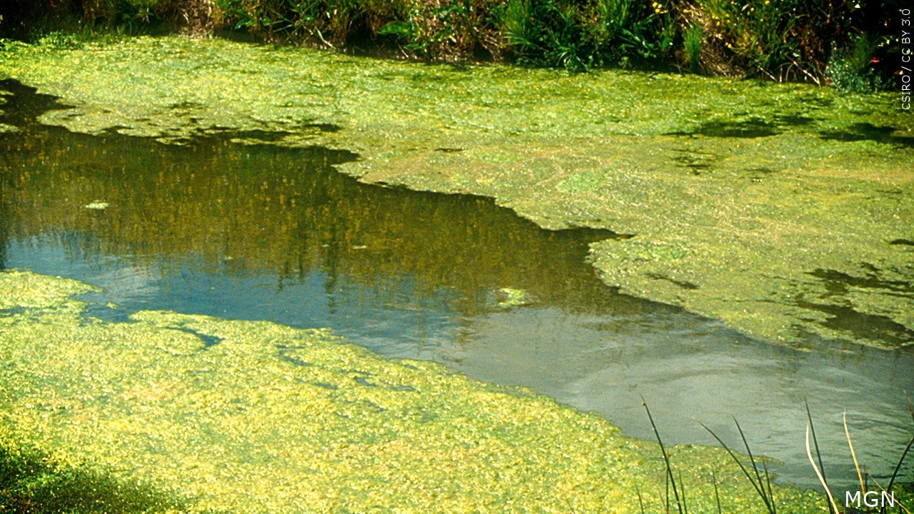 Health warning at Cedar Lake beaches for blue-green algae