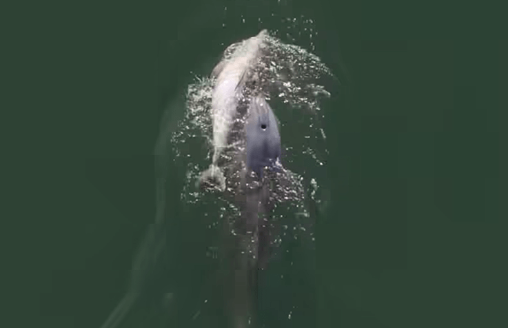 Mourning dolphin mother spotted carrying dead calf