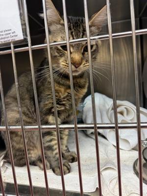 Meet : Pet of the Day