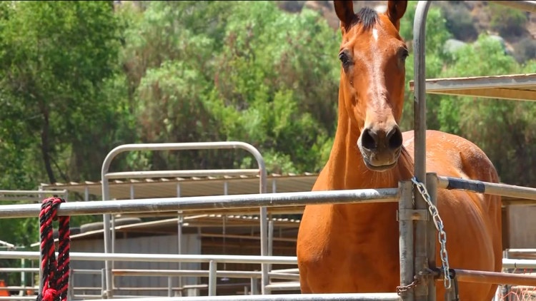 San Diego Humane Society: 42 rescued horses from Julian ranch ready for adoption