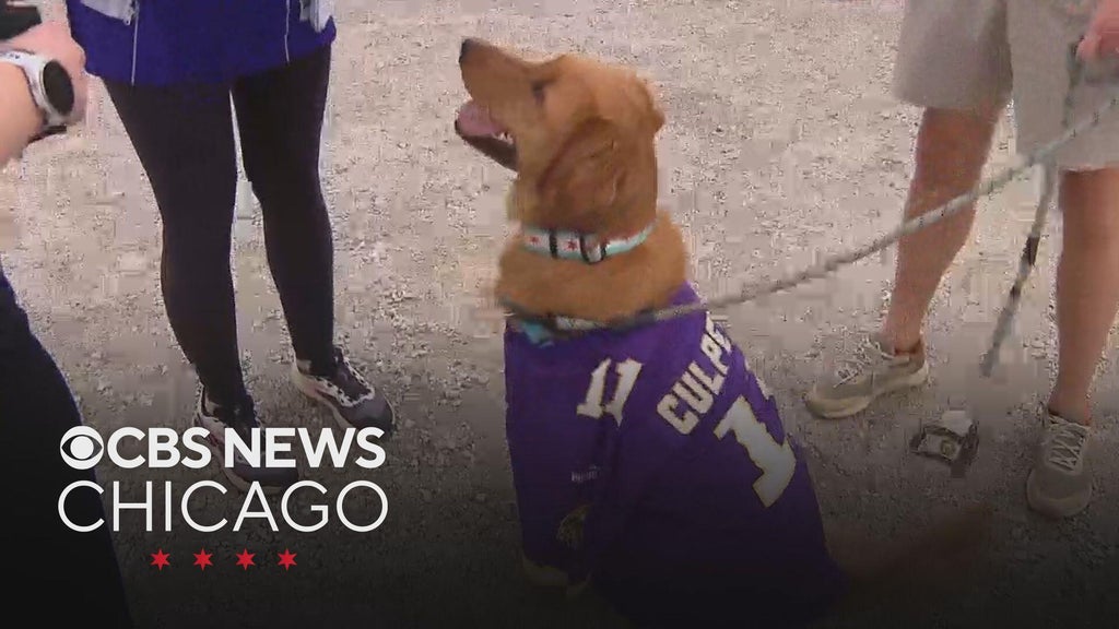 Chicago drive-in hosts dog-friendly 'Air Bud' screening with sneak peek at sequel