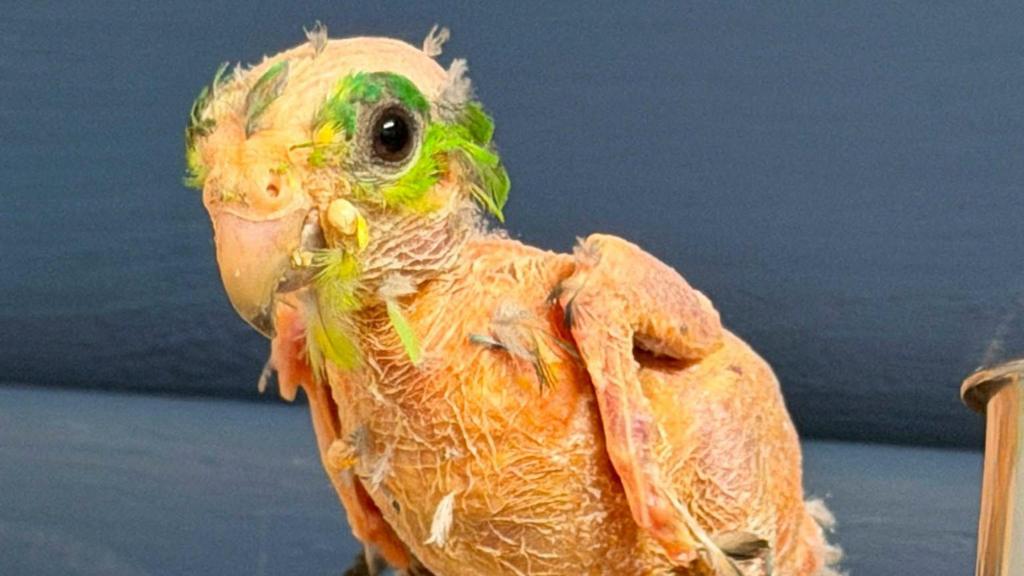 Steve the featherless parrot gets his colour back