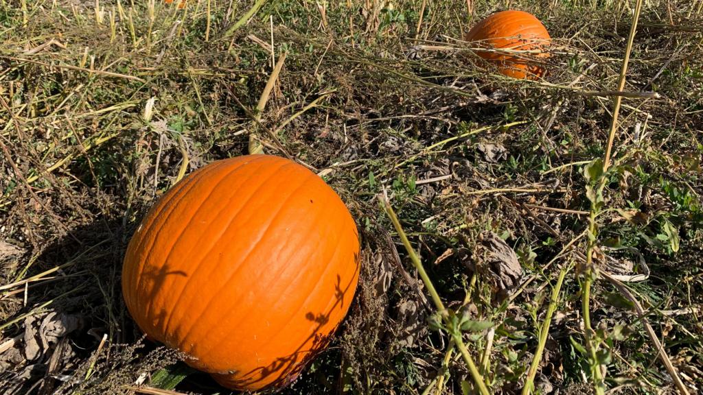Extreme weather hits pumpkin farmer's crops