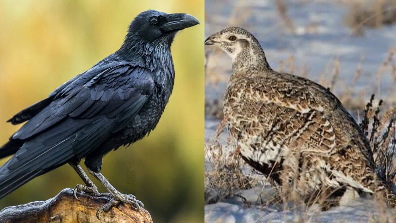 Why wildlife managers coat raven eggs with oil to protect sage grouse