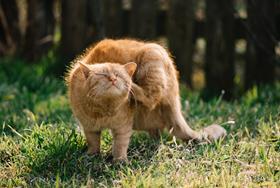 House of Lords committee calls for ban on over-the-counter flea and tick treatments