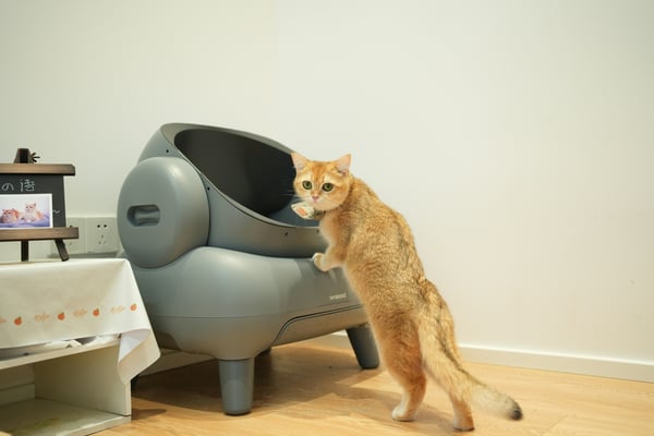 The best cat litter boxes in 2026: Consumer Reports