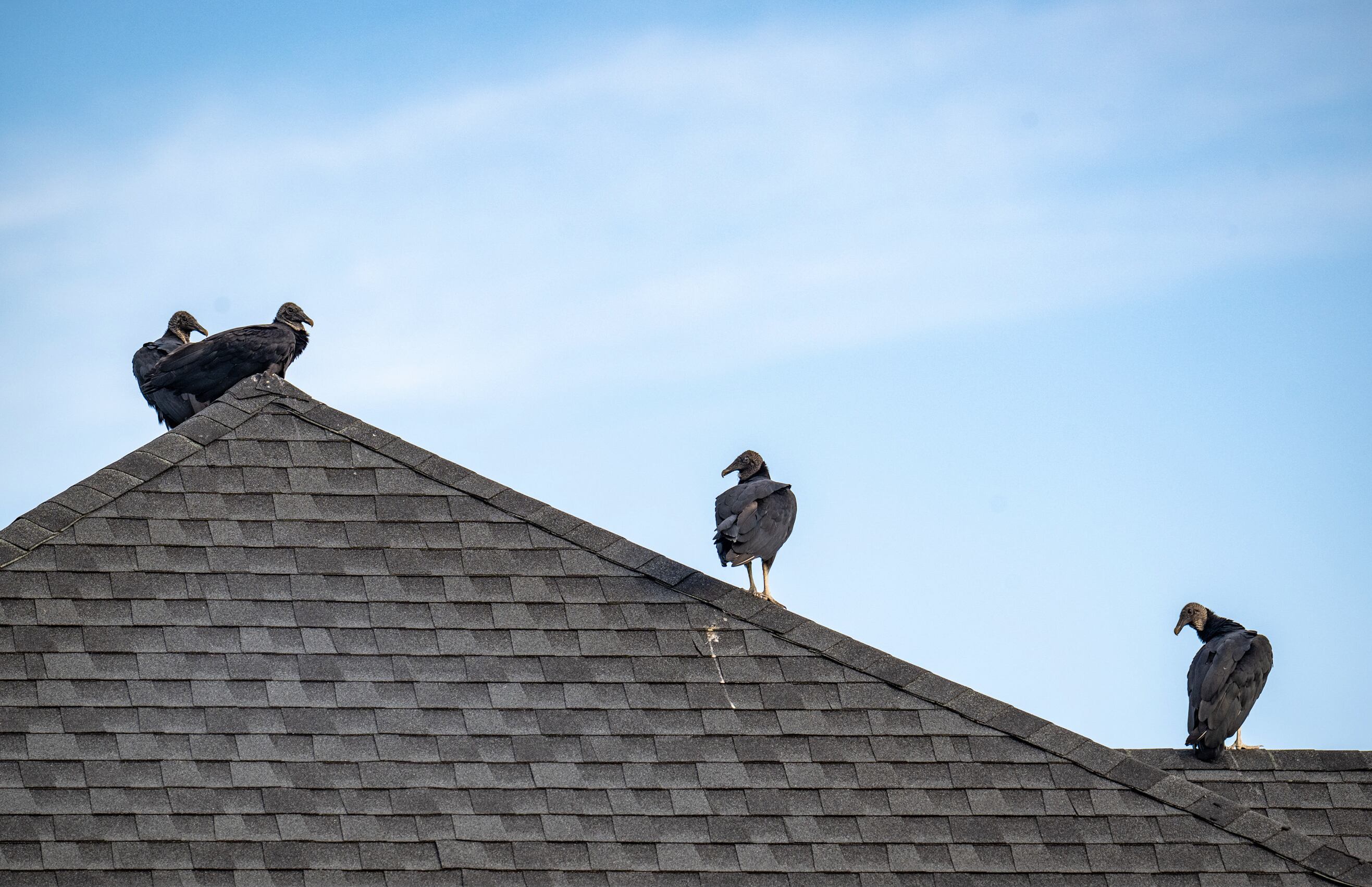 Vultures flock to a Columbia neighborhood where woman won’t stop feeding them raw meat