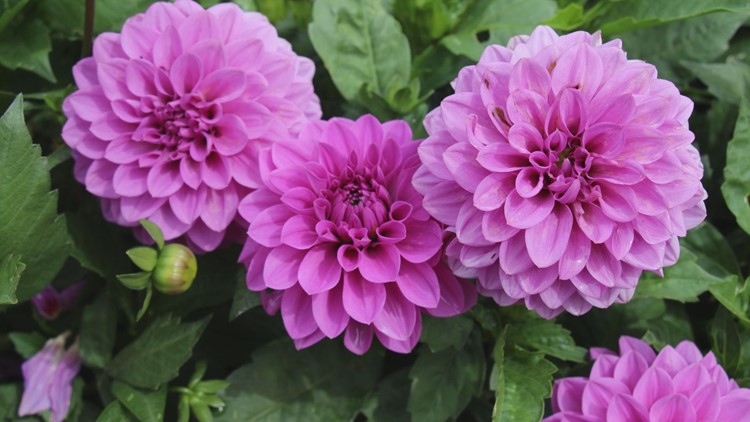 Dahlias can add color explosion to your garden