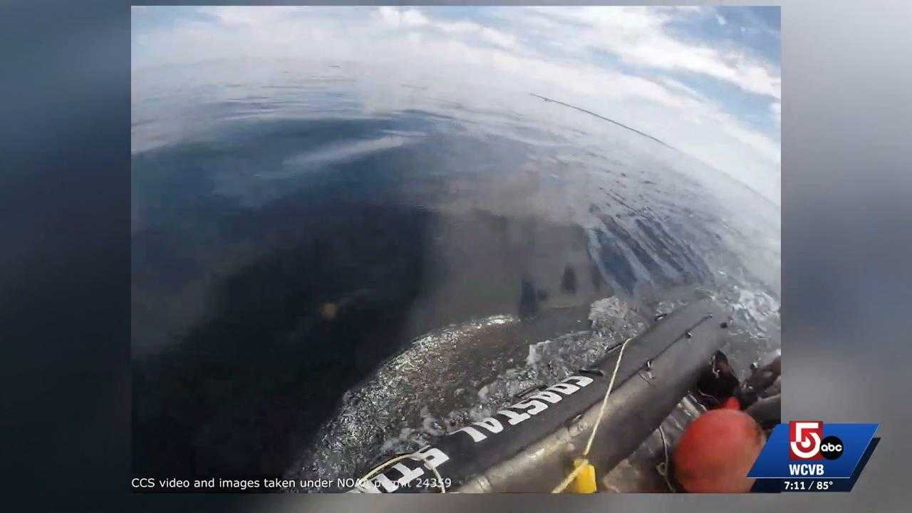 Young humpback whale freed from fishing gear off Rockport