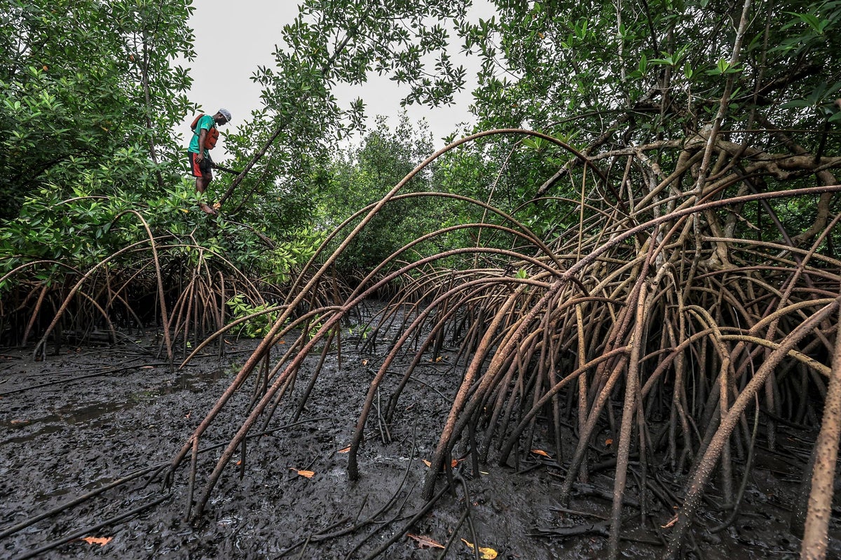 A perplexing plant is making a big comeback and it’s good news for our coasts